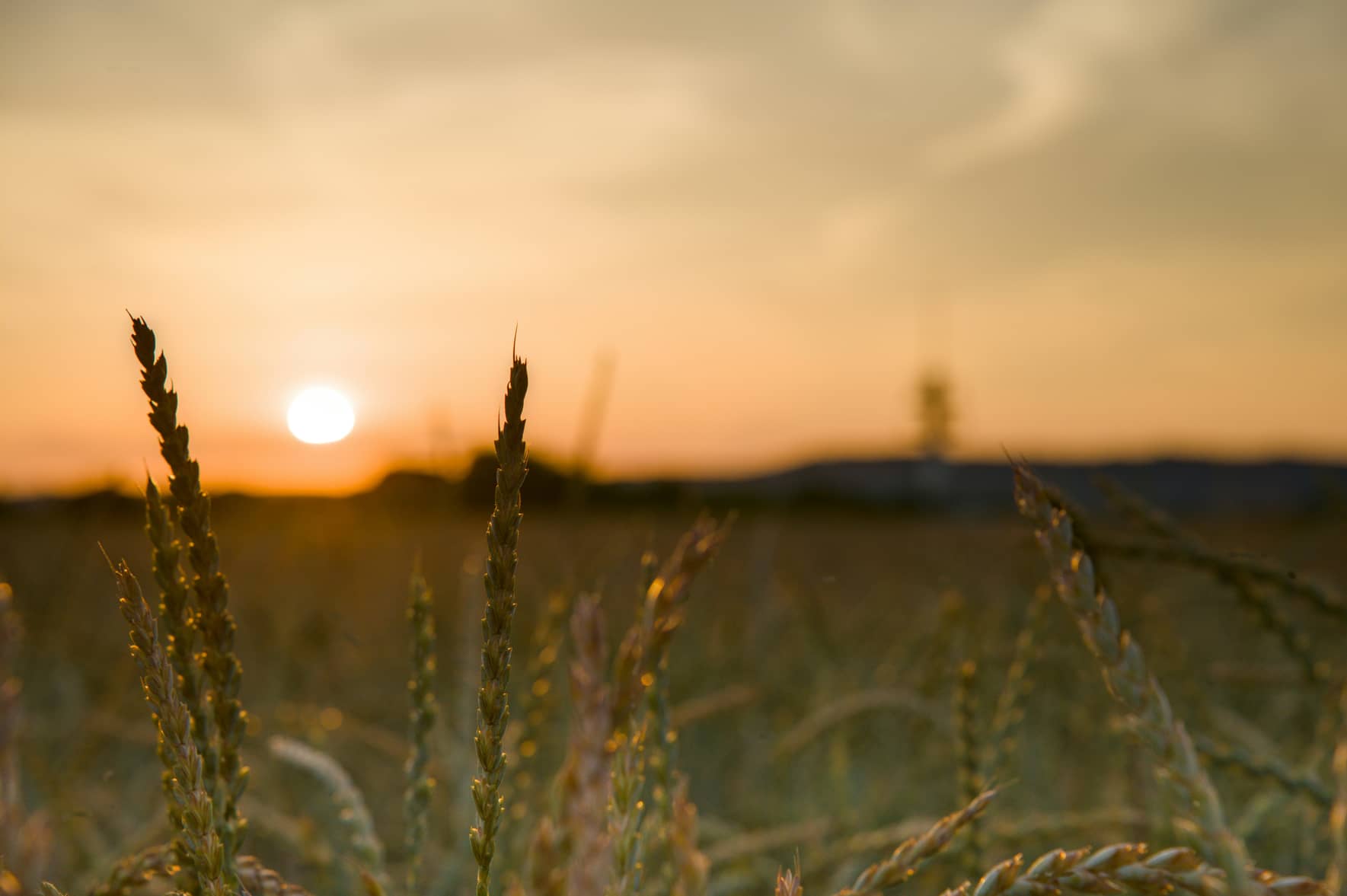 Champ de céréales au coucher du soleil - investir dans les terroirs de France