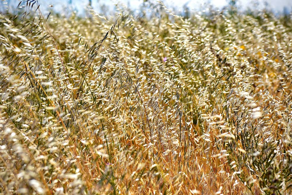 Champs de blé français