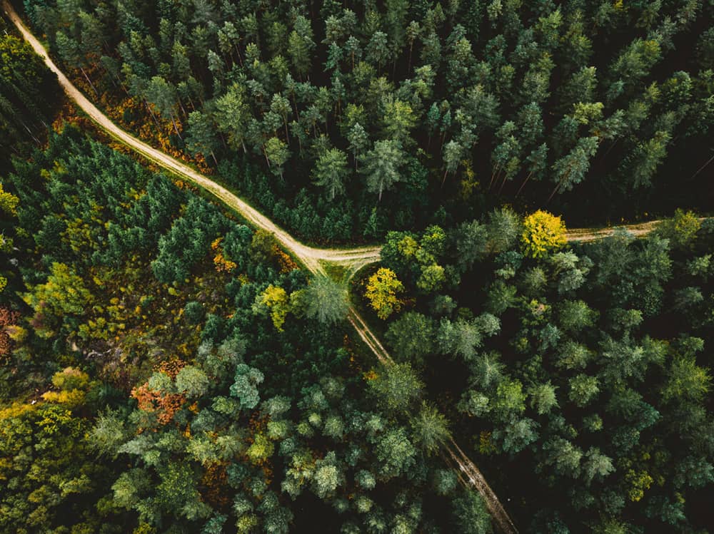 Forêt française majestueuse