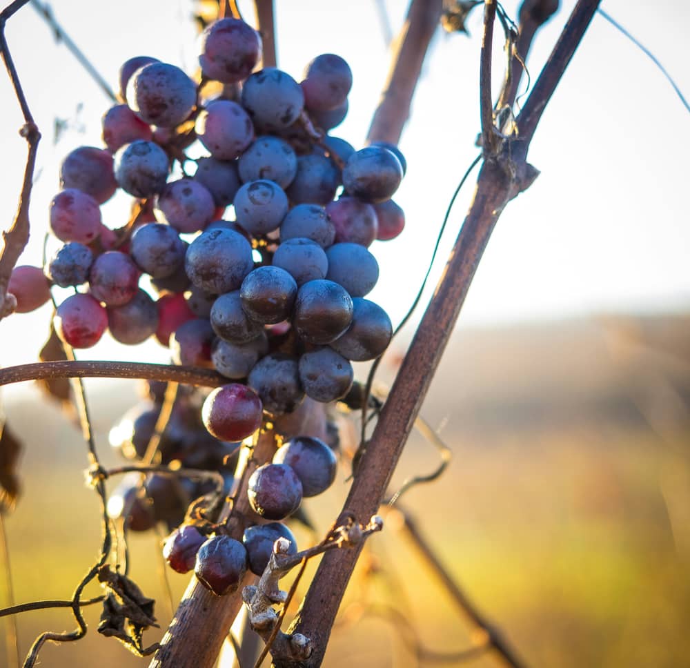 Vignes et raisins français